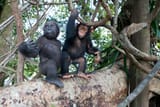 baby gorilla and chimp