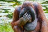 large-orangutan-sitting-on-the-ground-with-his-hands-covering-his-face