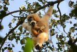 gibbonmama
