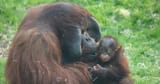 0_One-of-the-oragutans-at-Twycross-Zoo