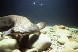 Platypus_Millen_big