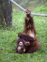 depositphotos_62527841-stock-photo-funny-orangutan-baby