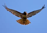 hawk flying
