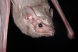 hildegarde&#039;s tomb bat