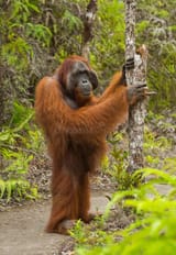 bigfoot
