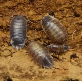 Porcelliolaevis_Milkback_3