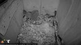 owlets