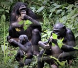 bonobo fambly