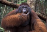 OrangutanBorneoCROPPED