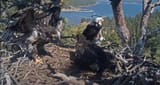 eaglets