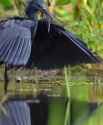 A black heron fishing roddlysatisfying_thumb.jpg