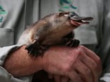 not the missing platypus by Lisa Maree Williams