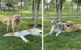 Borzoi and mutt