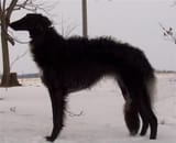 black zois
