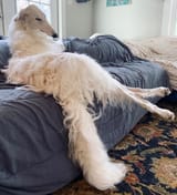 when you come home and theres werewolf on the sofa
