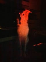 ominous zoi