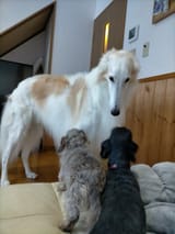 Zoi looking down on smol dogs