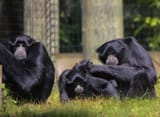 siamangs
