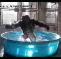 gorilla-bath_thumb.jpg