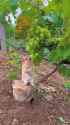 bunny-reaches-grapes_thumb.jpg