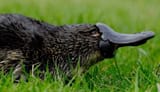platypus1