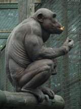 gigachimp
