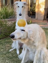 borzoiorange