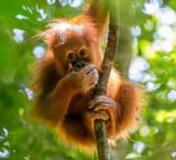 Infant orangutan in Gunung Leuser National Park, Sumatra