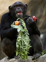 glutton