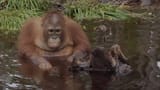 big boy beni