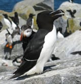 Alcidae
