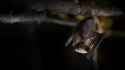 A big brown bat grooming_thumb.jpg