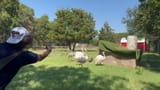 rhea genocide