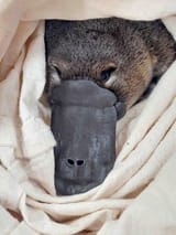 Woori Yallock platypus_0