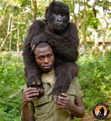 ranger gorilla