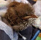 smallpeepcheep
