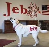 the best boi