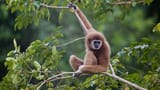 Lars Gibbon