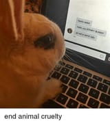 bunny pc