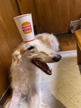 burger king zoi