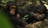Chimps_in_Gombe
