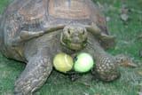 male-sulcata-tortoises-will-aggressively-ram-and-flip-each-v0-2uchdy7or1e81