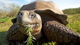 galapagos