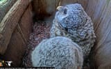 owlets