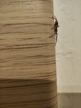 1000011270