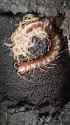 centipede matriphagy_thumb.jpg