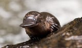 Platypus [IMAGE] EurekAlert Science News Releases