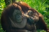 a mothers love