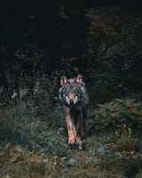 jpeg-optimizer_julien-riedel-xkgyg8jYmvw-unsplash