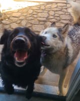 dogs